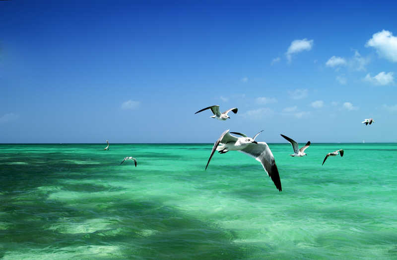 在碧水蓝天之间飞行的一群海鸥