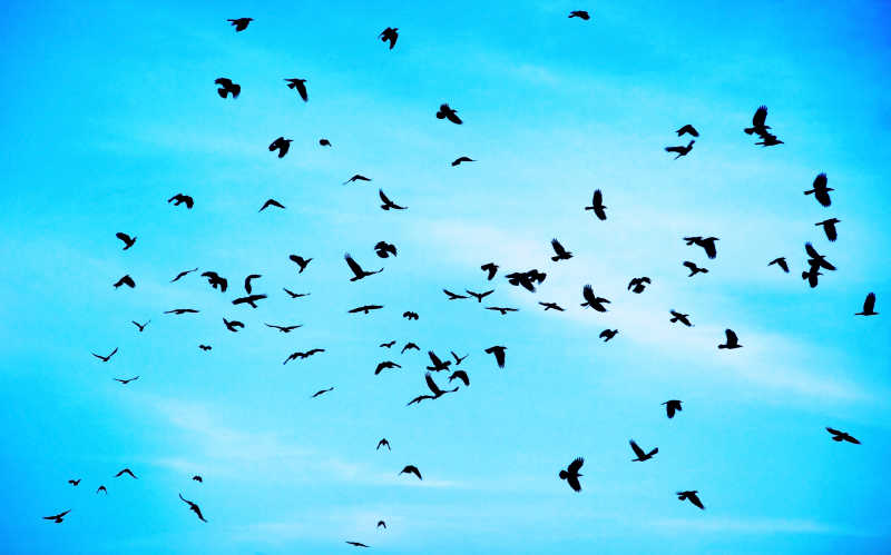 一群乌鸦飞过的图片图片