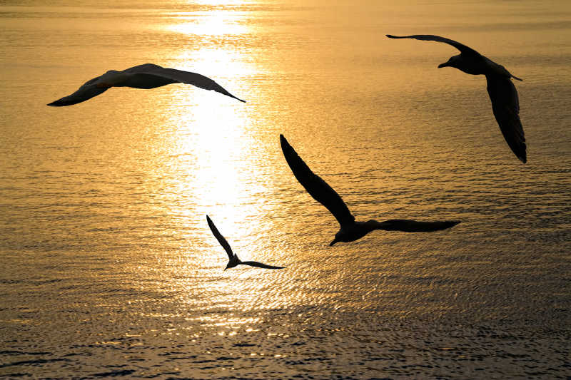 在夕阳照射的湖面上飞行的海鸥