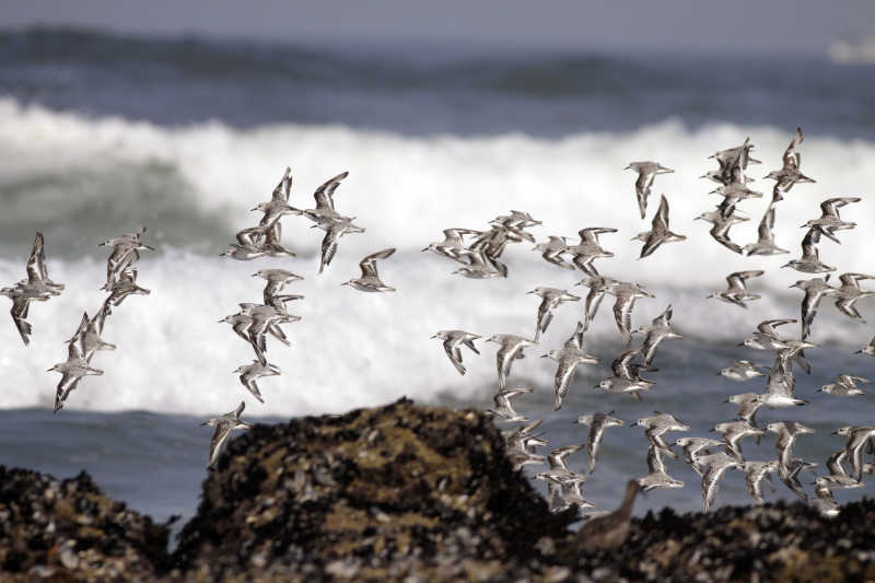 一群在有海浪的大海上飞行的海鸥