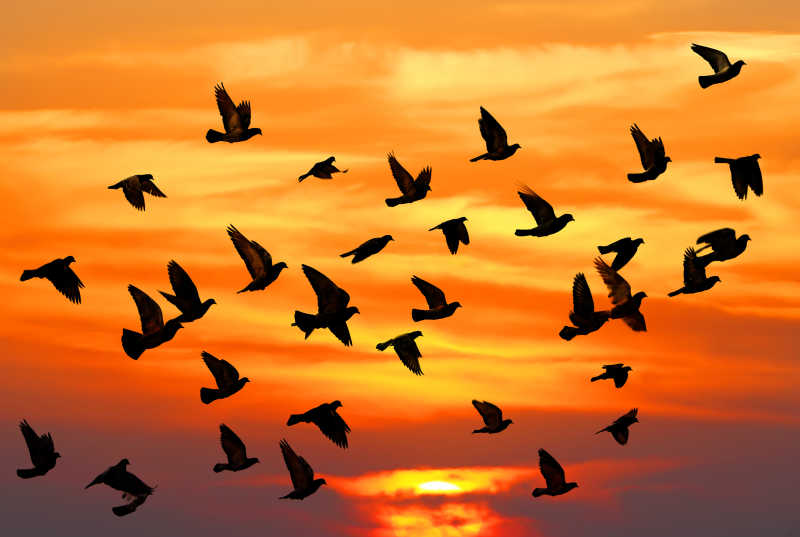 落日背景下在天空中飞行的鸽子