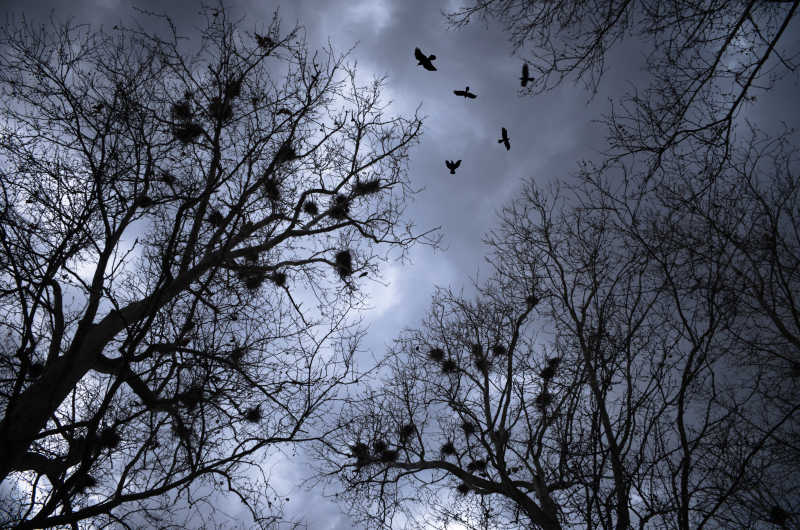在乌云密布的森林上方飞行的乌鸦