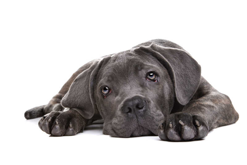 深灰色狗狗图片 白色背景上的深灰色狗狗素材 高清图片 摄影照片 寻图免费打包下载
