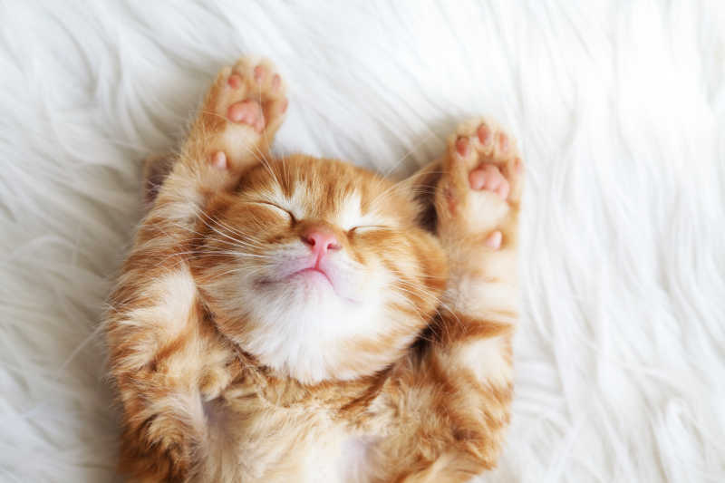 毛毯上睡着的橘黄色小猫咪