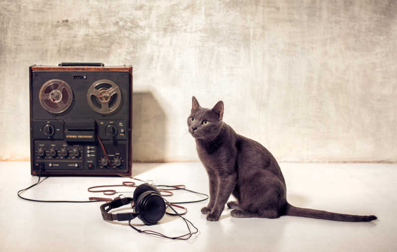 磁带录音机耳机和猫咪
