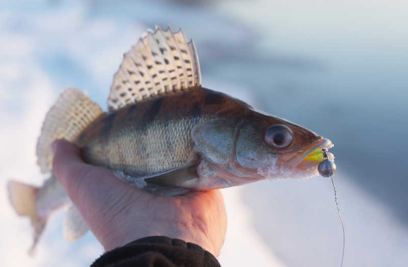 钓到的新鲜鱼儿