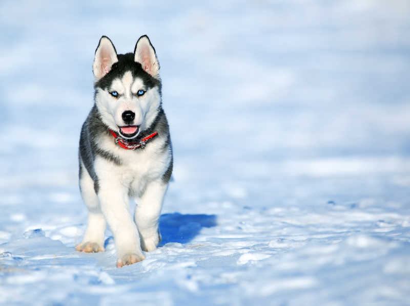 雪地犬品种图片