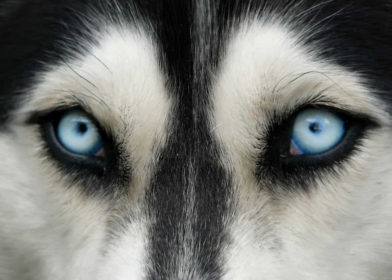 狗狗的眼睛特写图片