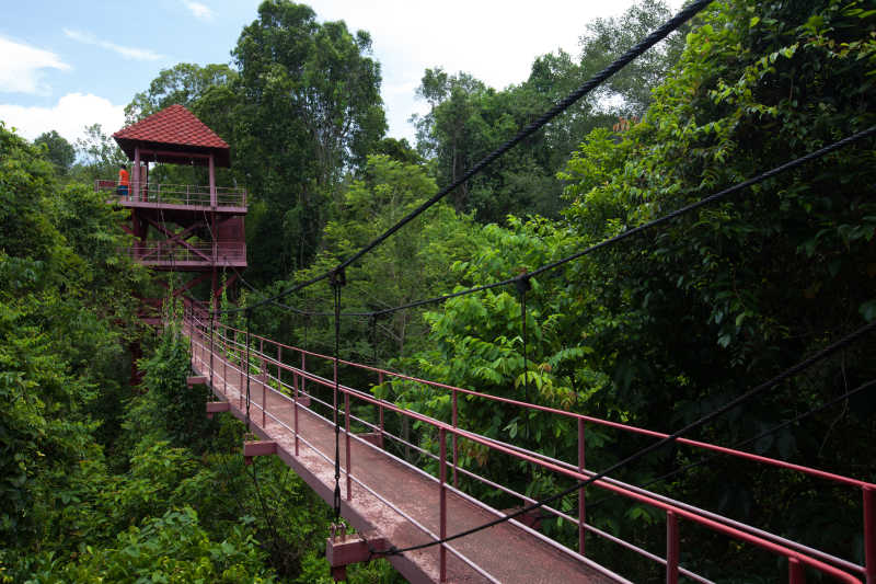 婆罗洲原始雨林中的吊桥
