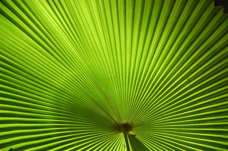 绿色的棕榈叶