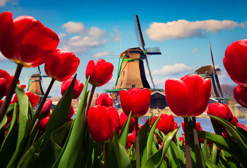 荷兰运河上的红色郁金香风景