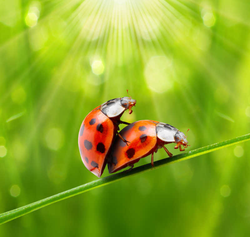 交配的两只七星瓢虫