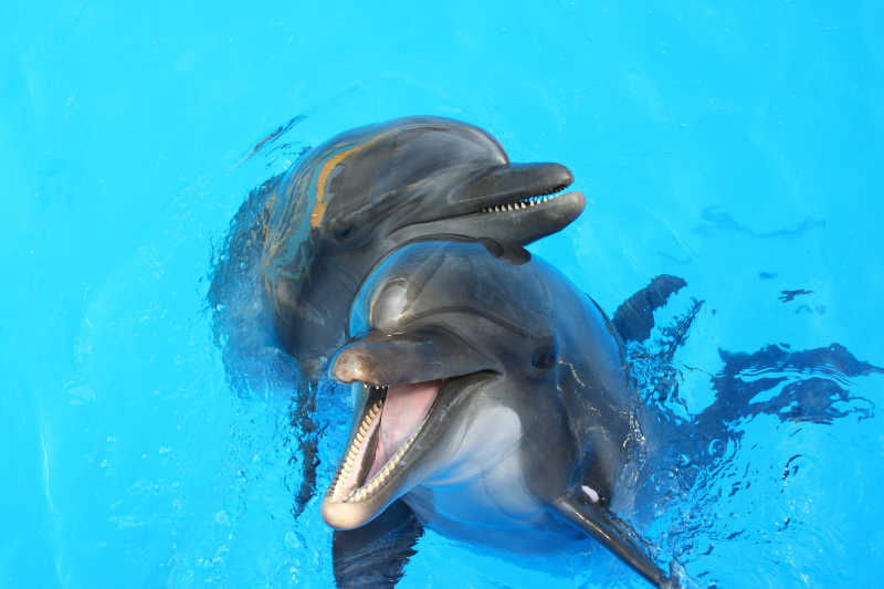两只可爱的海豚
