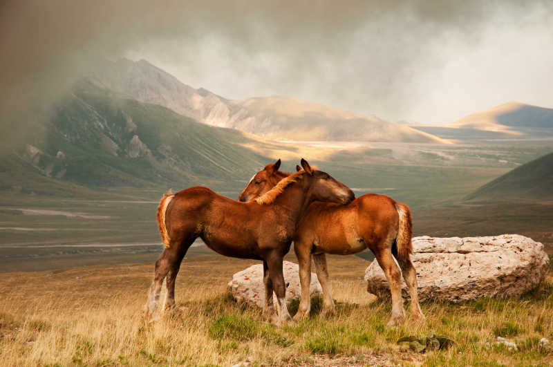 草原上的两只马