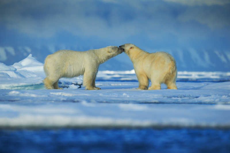 雪地上的两只北极熊