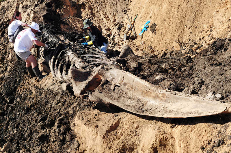 正在挖掘研究鲸骨架的考古学家