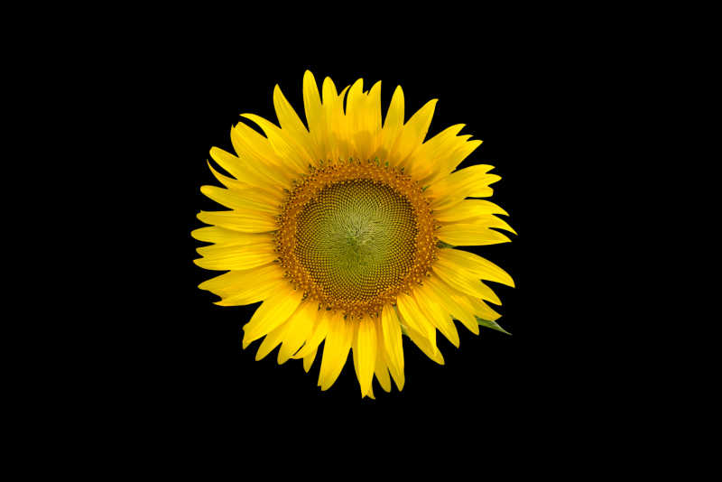 黑色背景上的一朵向日葵特写