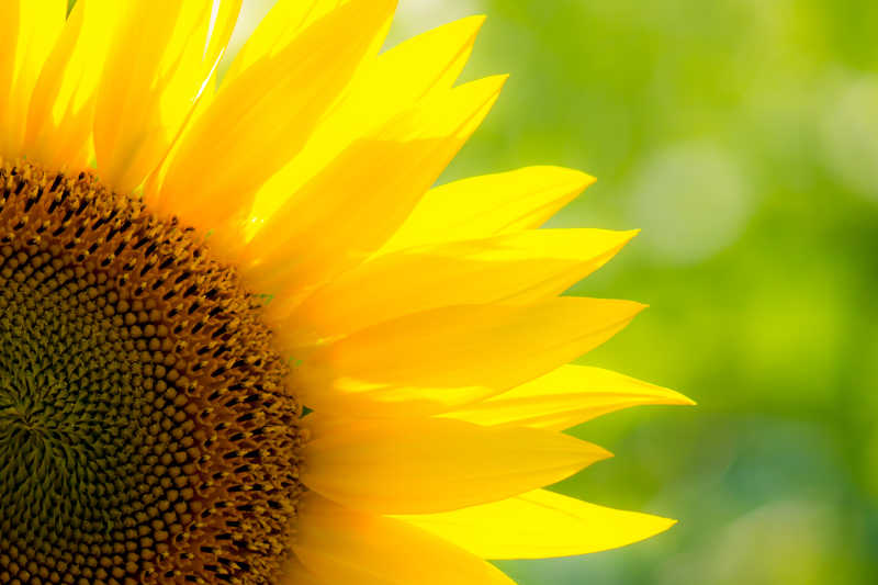 美丽的向日葵特写