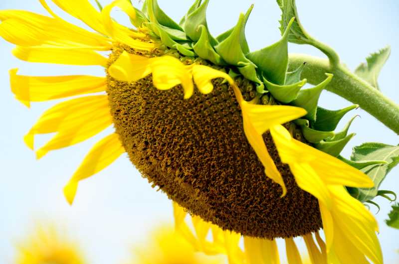 新鲜的向日葵特写