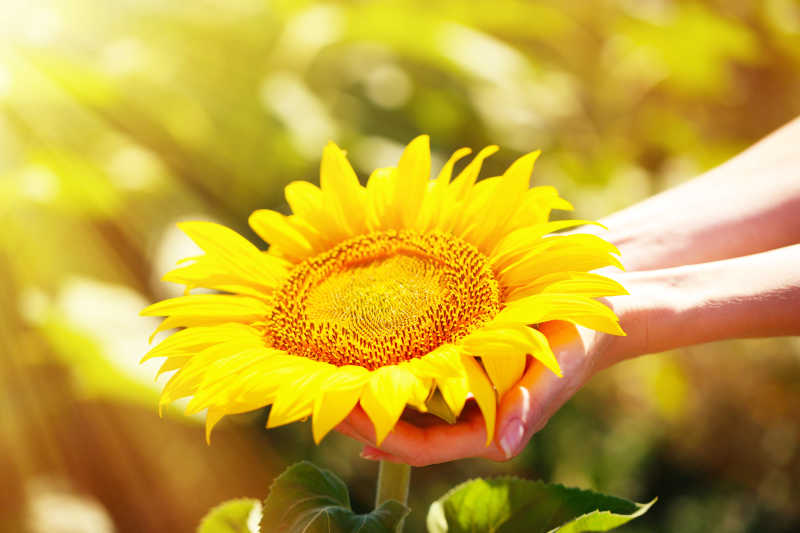阳光下捧着向日葵的一双手
