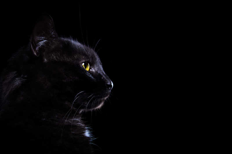 黑猫侧面特写图片 黑色背景下的黑猫侧面特写素材 高清图片 摄影照片 寻图免费打包下载
