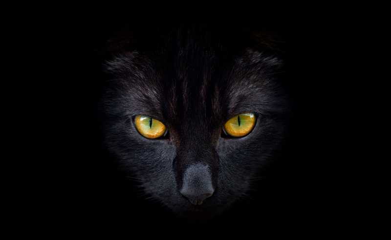 黑猫特写图片 黑色背景上的黑猫特写素材 高清图片 摄影照片 寻图免费打包下载