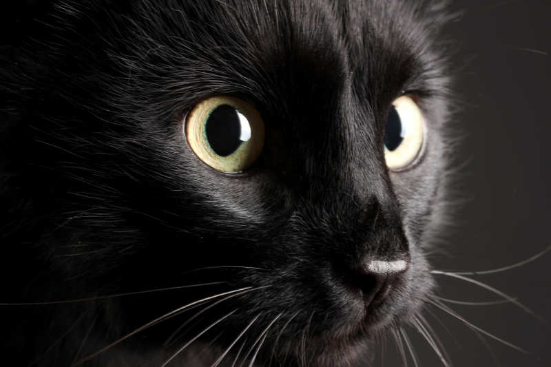 猫眼角黑色图片