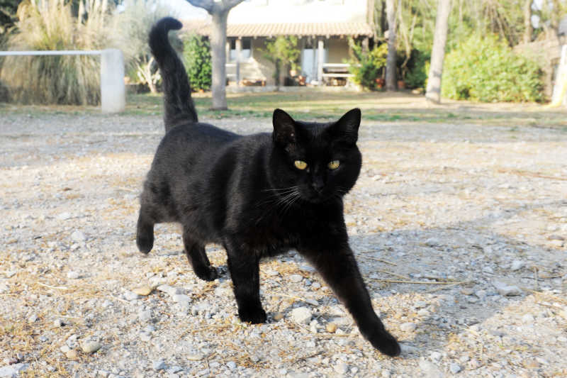 黄眼黑猫在花园里散步图片 在花园里散步的黄眼黑猫素材 高清图片 摄影照片 寻图免费打包下载