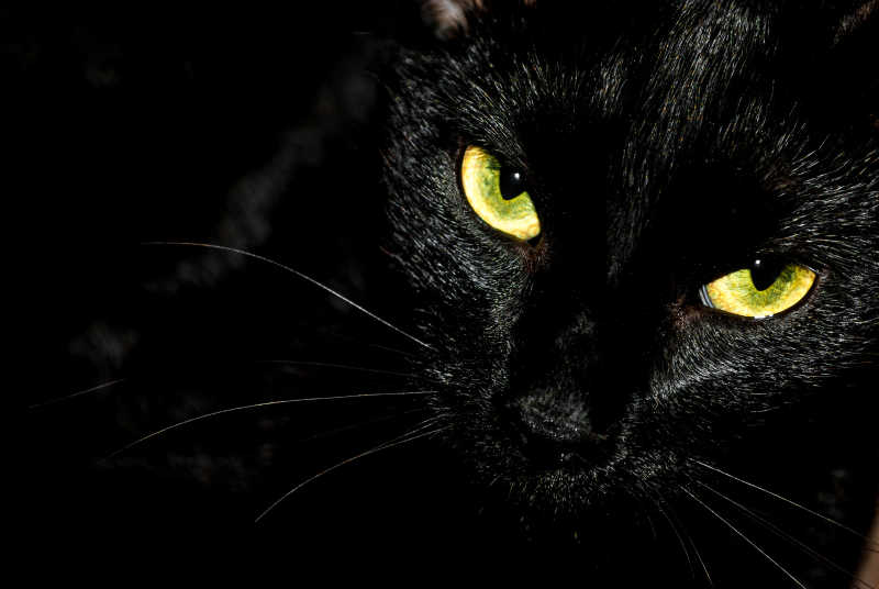黄绿色眼睛的黑猫特写图片 黑色背景下黄绿色眼睛的黑猫特写素材 高清图片 摄影照片 寻图免费打包下载
