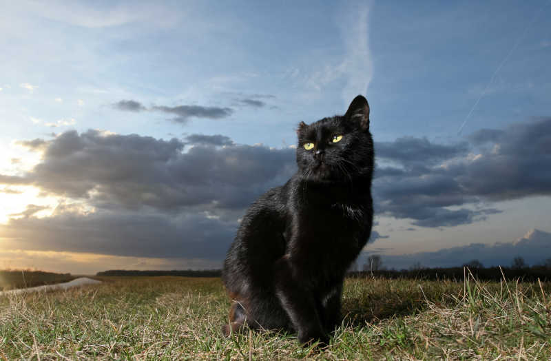 草地上黄色眼睛的黑猫
