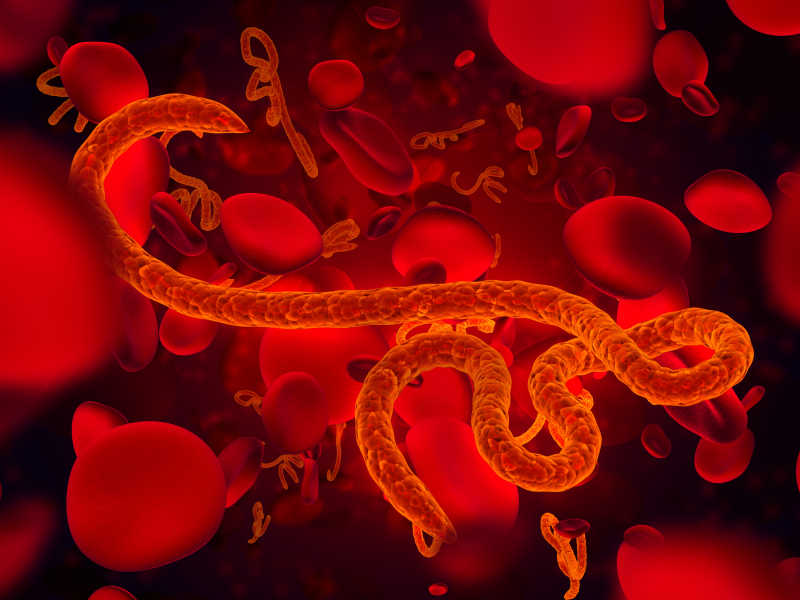 红色血液中的芽孢杆菌埃博拉病毒