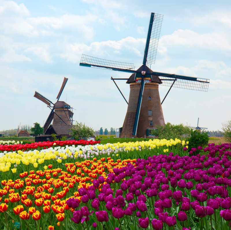 郁金香和荷兰风车