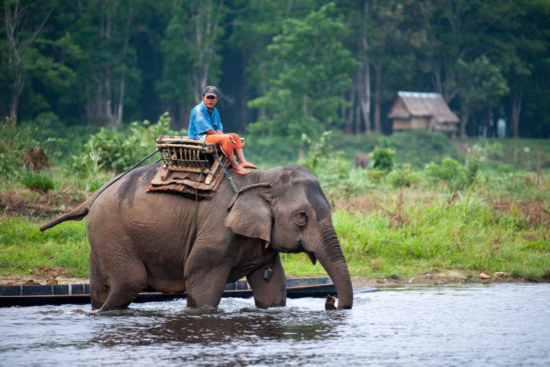 象夫骑着大象走在浅河行走