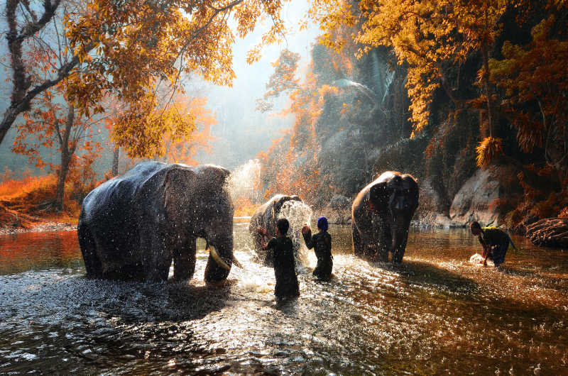 一群大象在水里玩耍