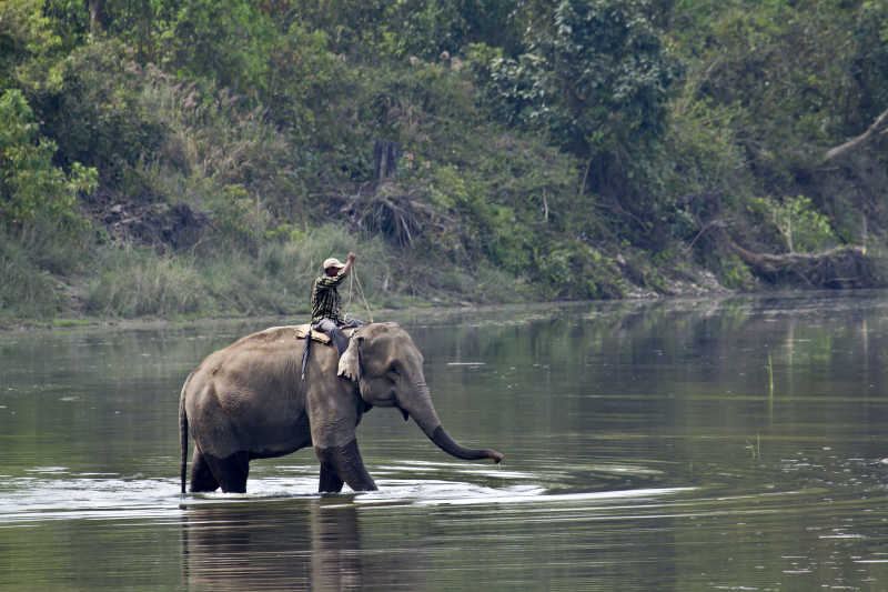 象夫骑着大象在河里行走