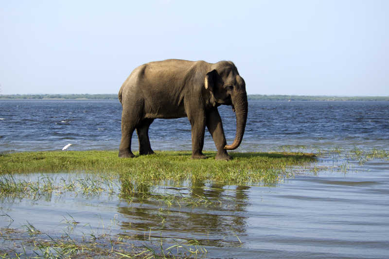 河中行走的大象