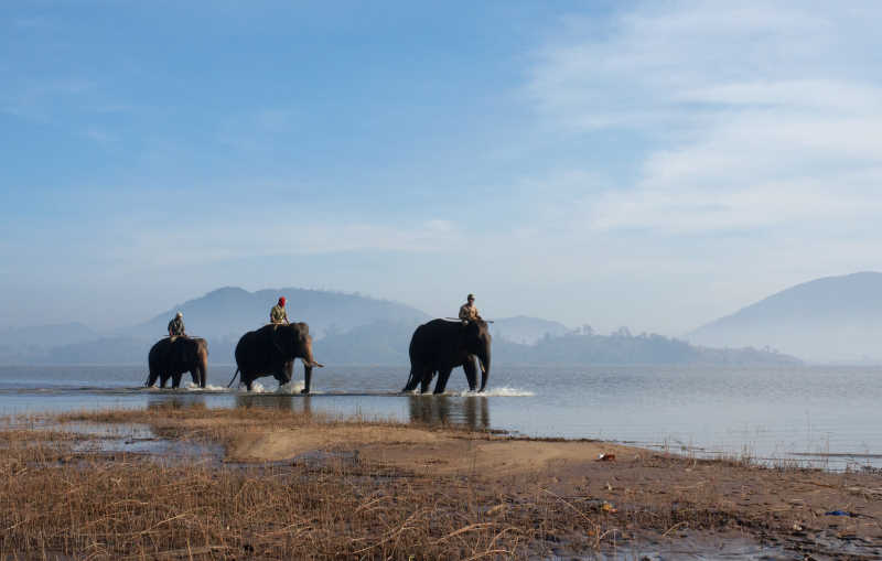 三个象夫骑着大象走在河边