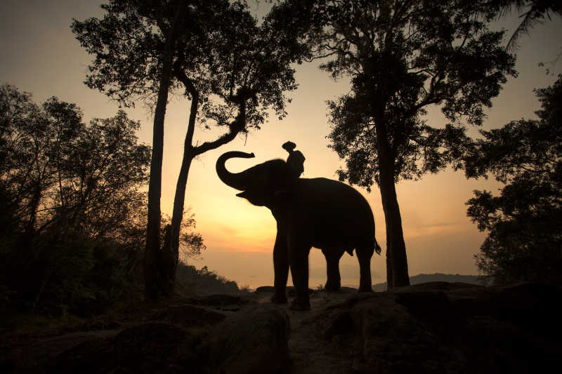 大象和象夫在夕阳下