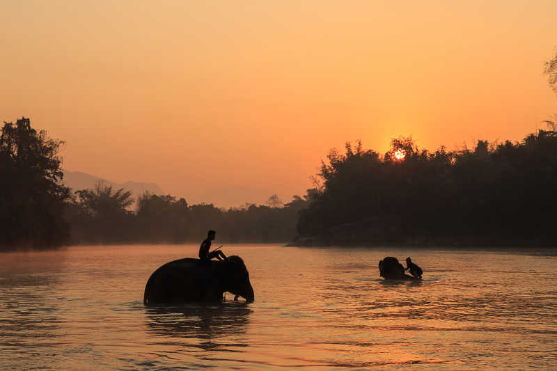象夫骑着大象在河里