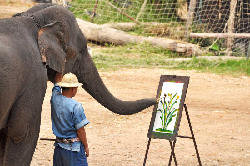 大象用鼻子画画