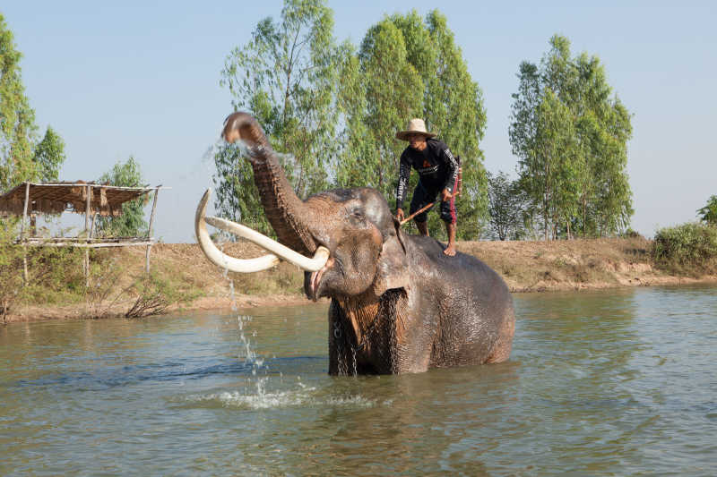 象夫在河里给大象洗澡