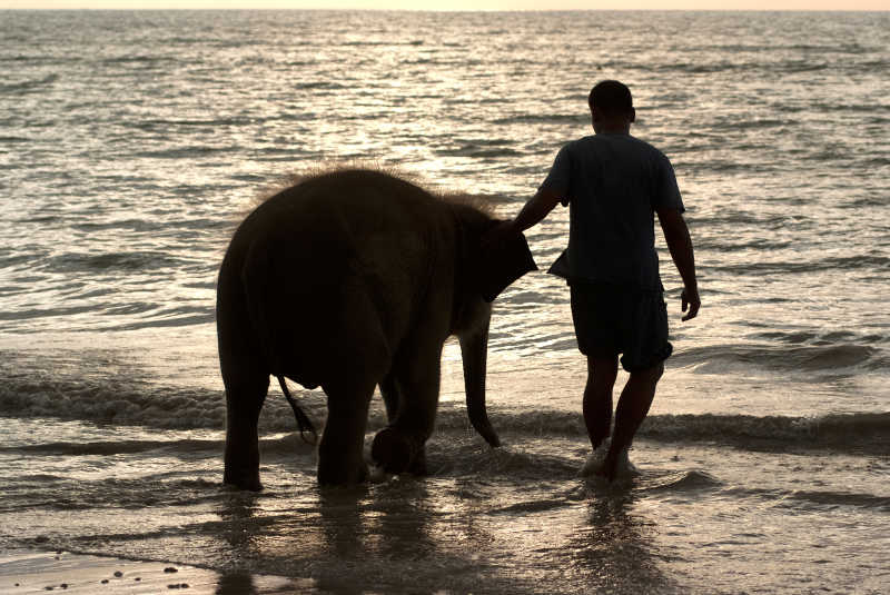 一个象夫和一头小象在沙滩上玩耍