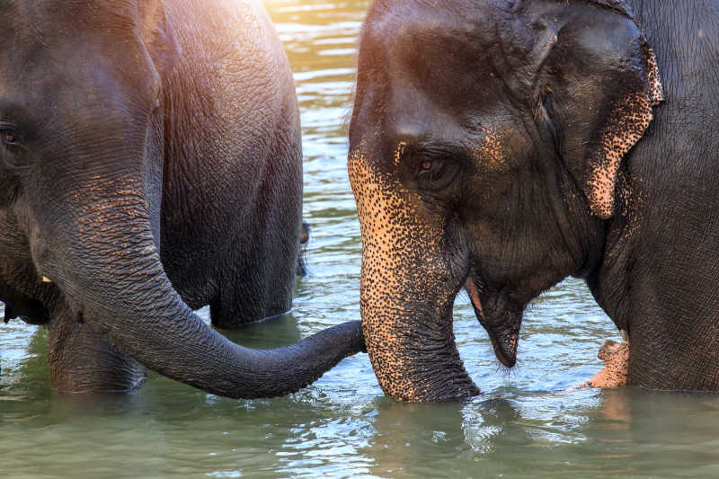 在河里玩耍的两只大象