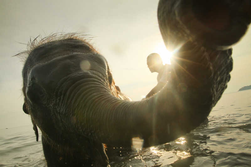 在水中沐浴的大象