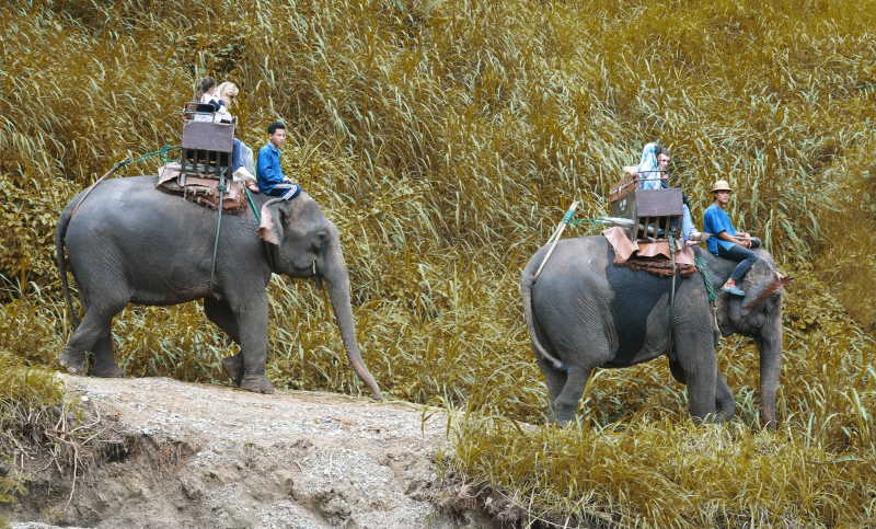 两只大象在路上行走