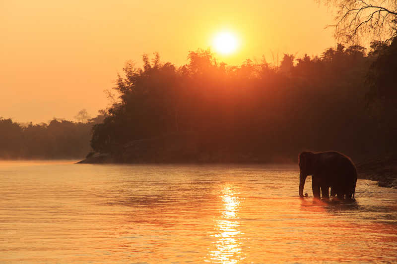 夕阳下在河里洗澡的大象