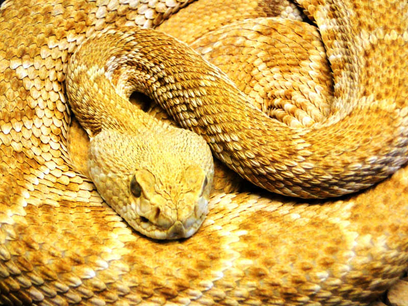 黄斑蛇图片