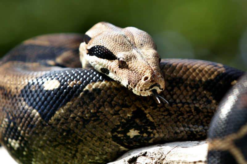 蟒蛇长角图片