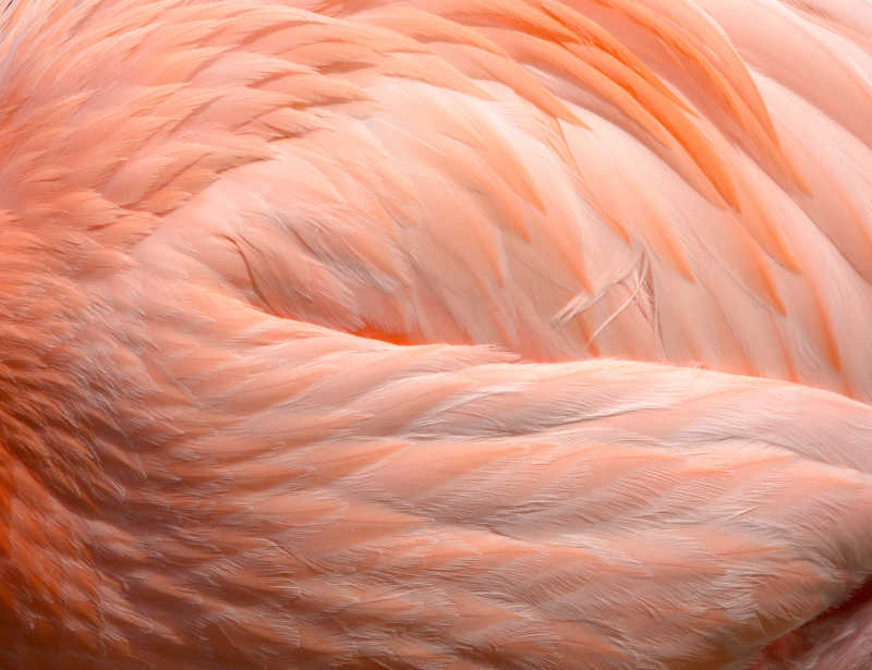 火烈鸟的羽毛