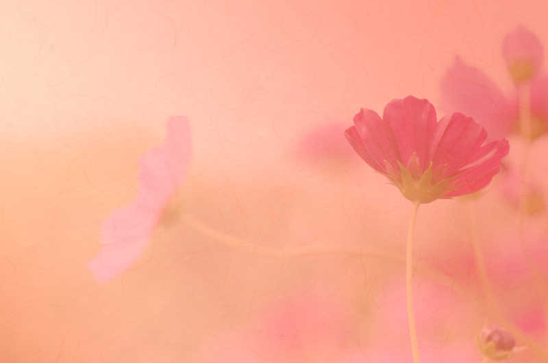 美丽的花瓣背景